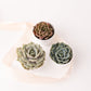 Succulent in 2" Pot - Build Your Own Gift Box - Add On