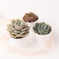 Succulent in 2" Pot - Build Your Own Gift Box - Add On
